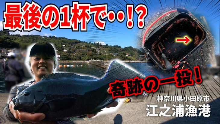 【江之浦漁港】小田原で釣りをするならココ！！フカセ釣りの釣果